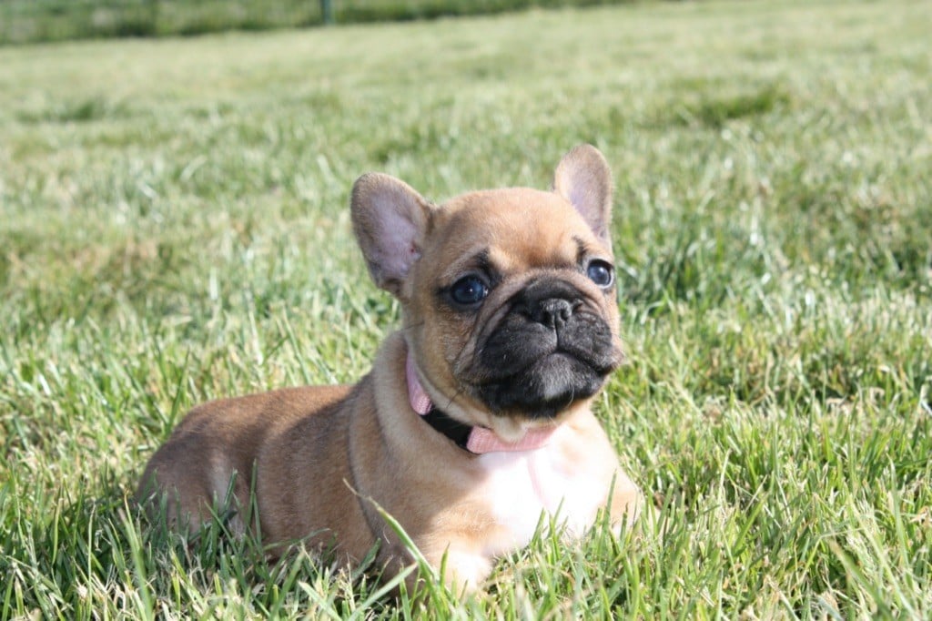 Chiot Bouledogue français Du Rêve D'Harmony