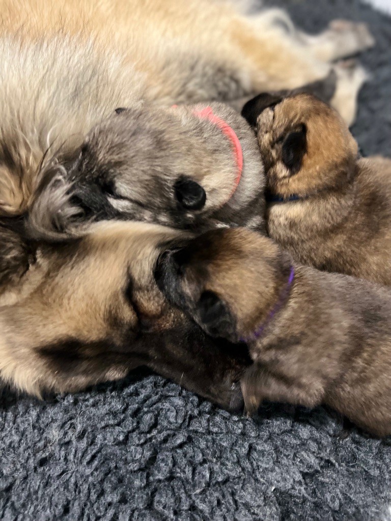 Des Gardiens D'Amarok - Eurasier - Portée née le 16/12/2021