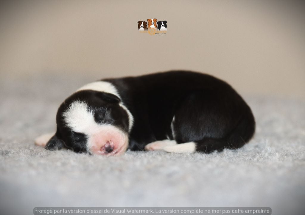 Slice Of Heaven - Chiots disponibles - Border Collie