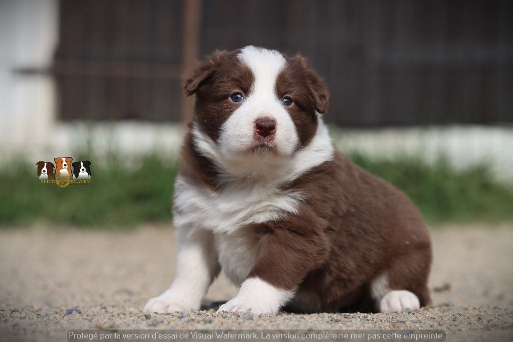 Slice Of Heaven - Chiots disponibles - Border Collie