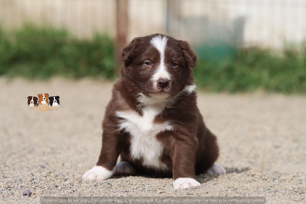 Slice Of Heaven - Chiots disponibles - Border Collie