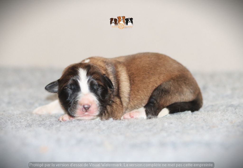 Slice Of Heaven - Chiots disponibles - Border Collie