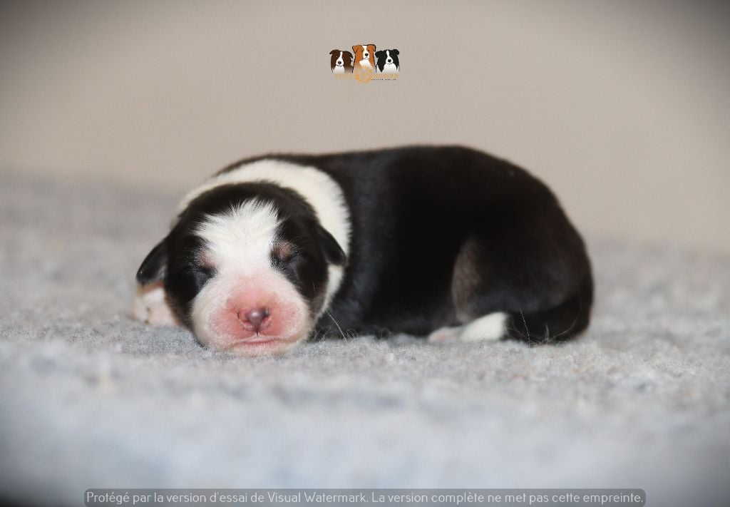 Slice Of Heaven - Chiots disponibles - Border Collie