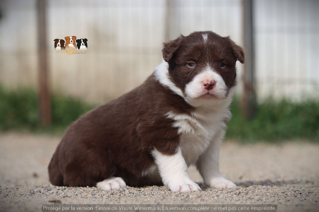 Slice Of Heaven - Chiots disponibles - Border Collie