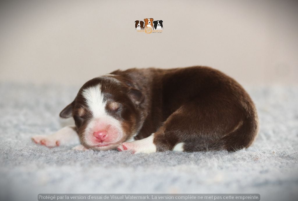 Slice Of Heaven - Chiots disponibles - Border Collie