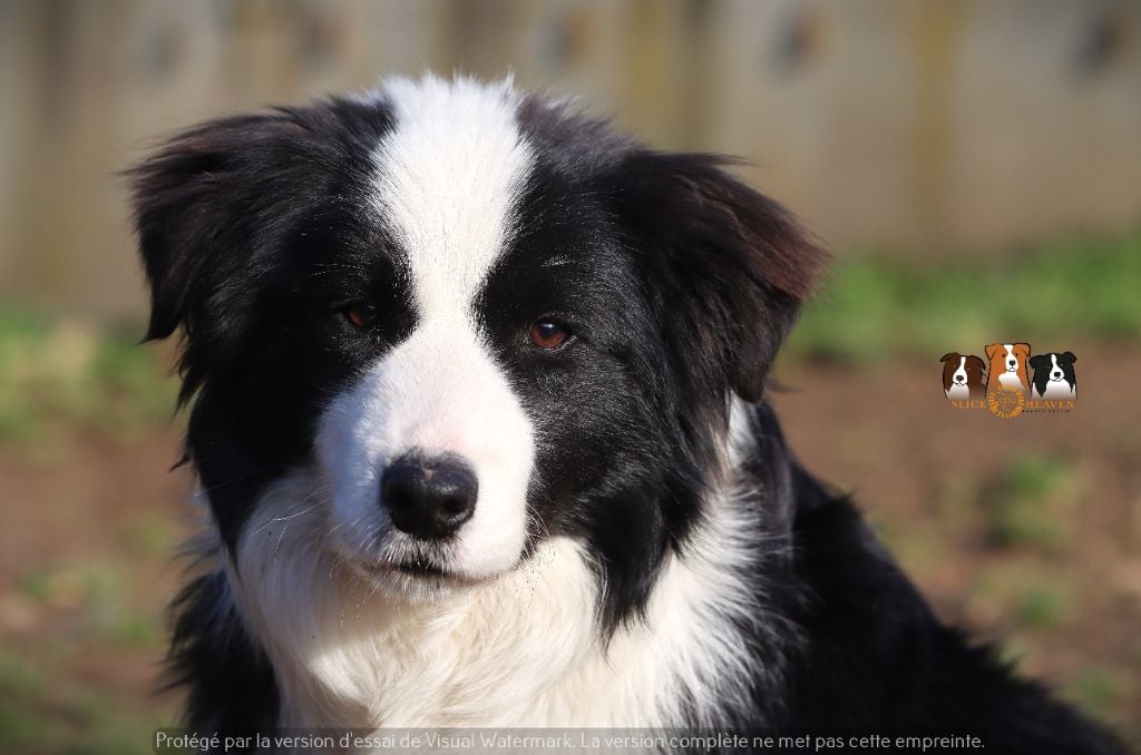 Slice Of Heaven - Chiots disponibles - Border Collie