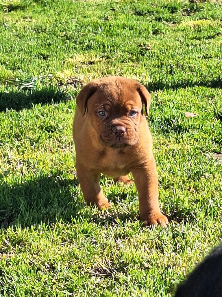 **3 chiots dogues de Bordeaux disponible **