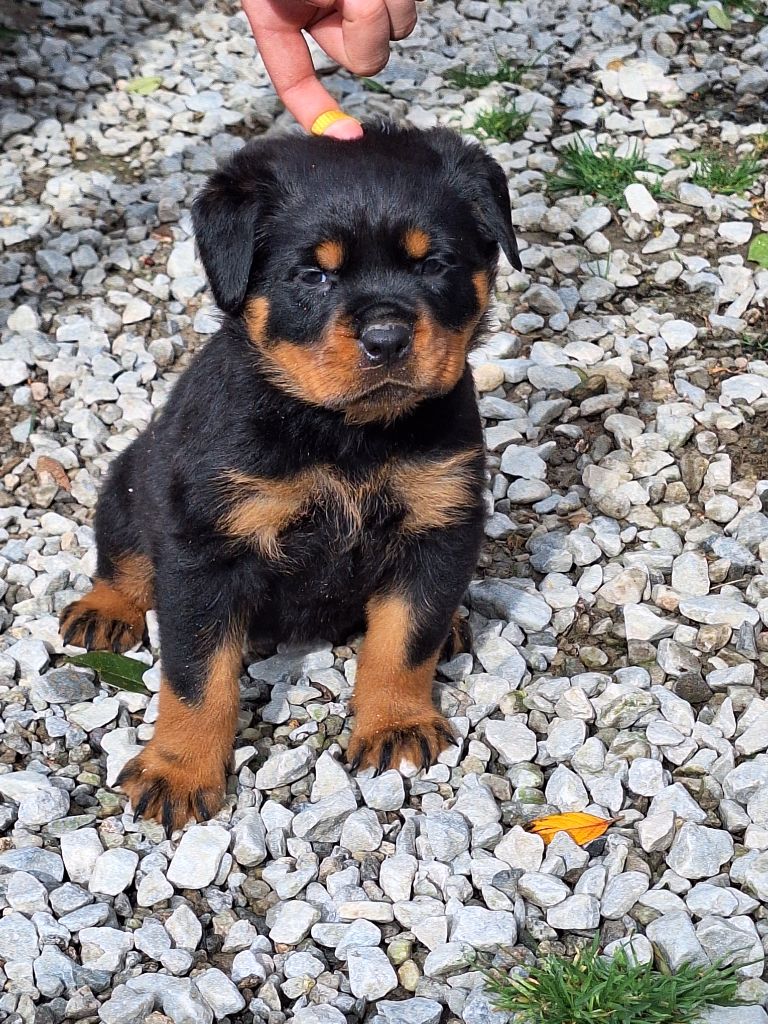 Of Holly's Kingdom - Chiots disponibles - Rottweiler