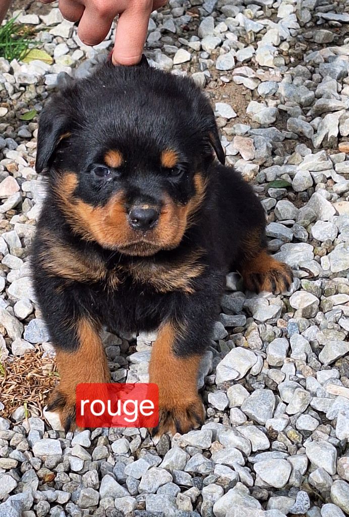 Of Holly's Kingdom - Chiots disponibles - Rottweiler