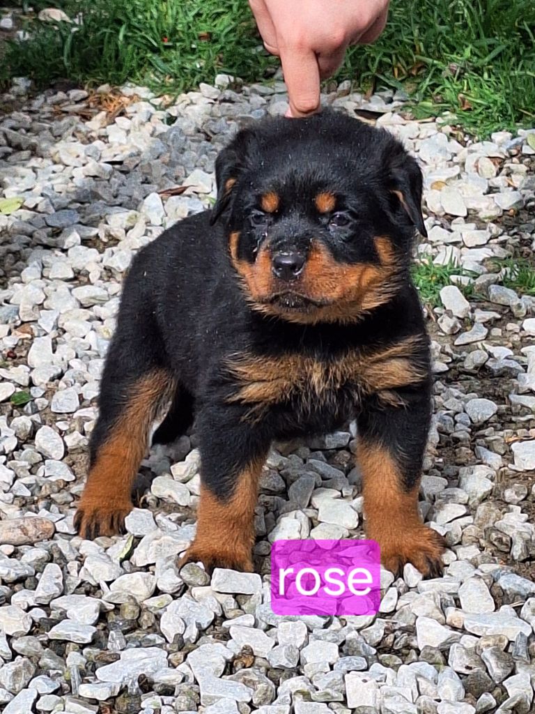 Of Holly's Kingdom - Chiots disponibles - Rottweiler