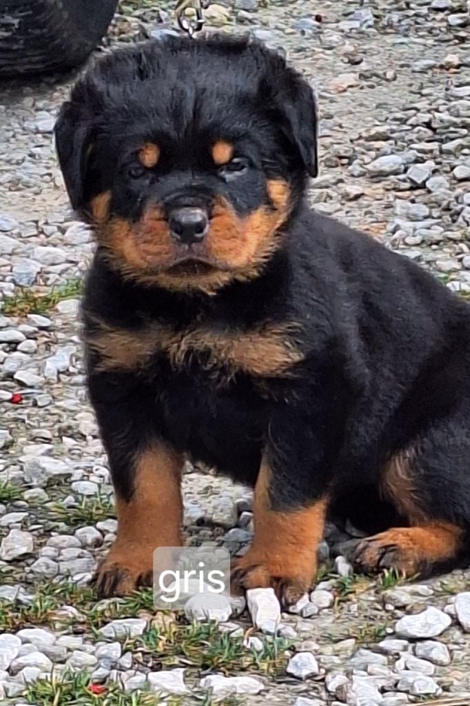 Of Holly's Kingdom - Chiots disponibles - Rottweiler