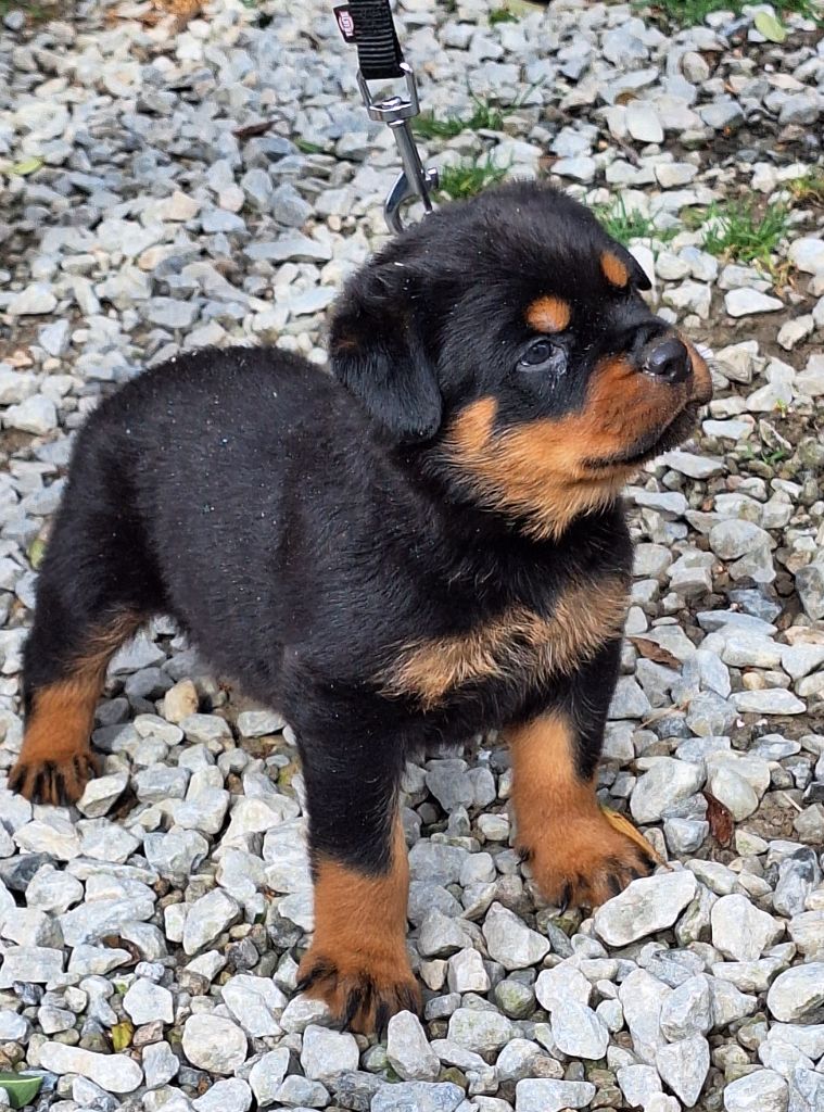 Of Holly's Kingdom - Chiots disponibles - Rottweiler