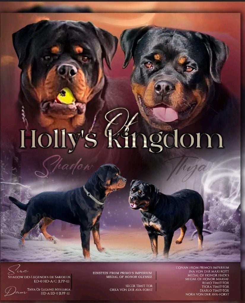 Chiot Rottweiler Of Holly's Kingdom