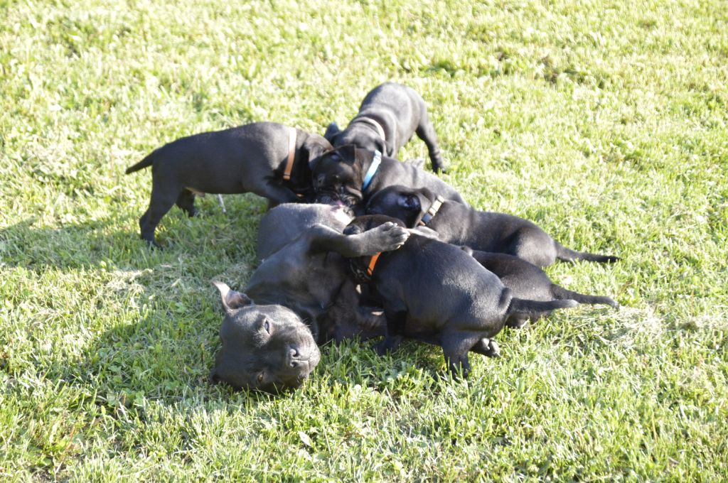 Virtus Et Honor - Staffordshire Bull Terrier - Portée née le 11/03/2020