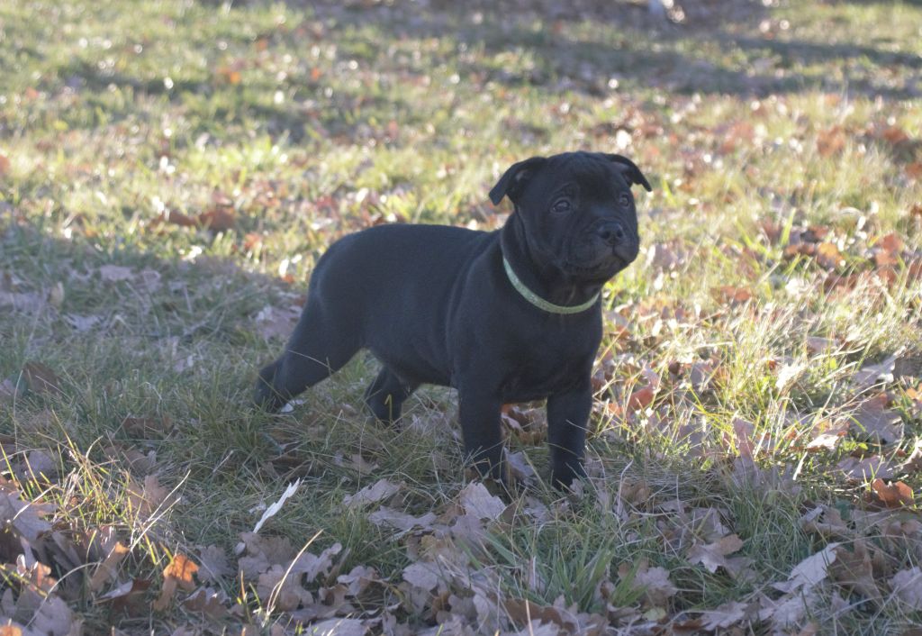 Virtus Et Honor - Chiots disponibles - Staffordshire Bull Terrier