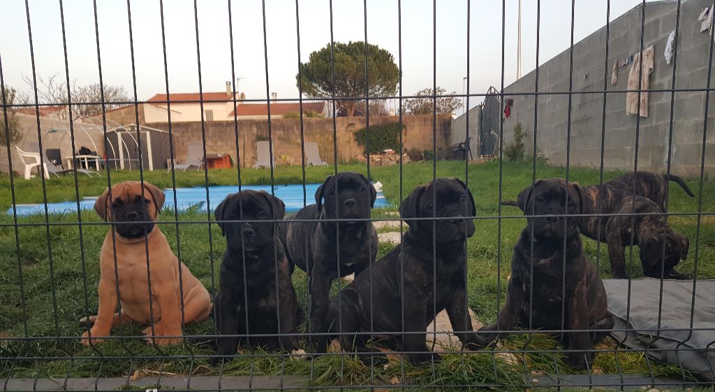 Du Domaine Des Bulls Charentais - Bullmastiff - Portée née le 21/01/2020