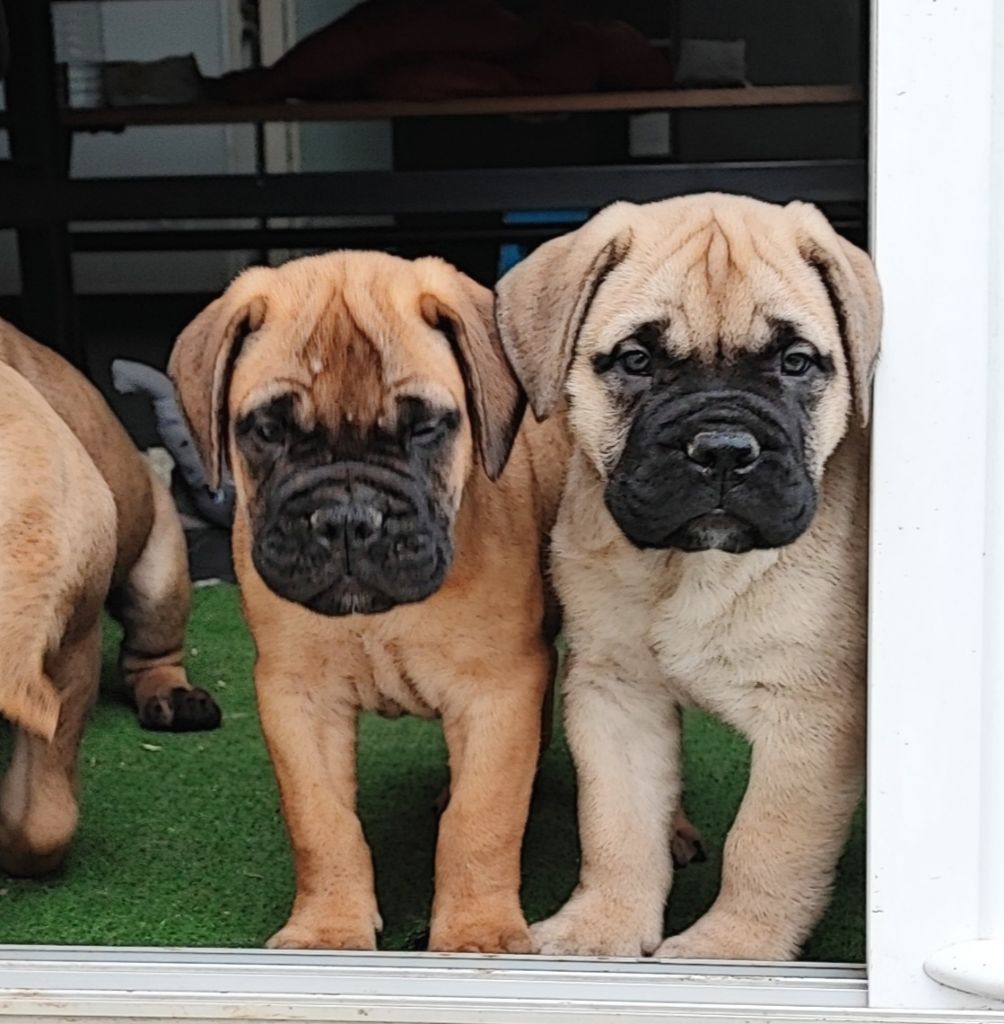 Du Domaine Des Bulls Charentais - Bullmastiff - Portée née le 09/12/2021