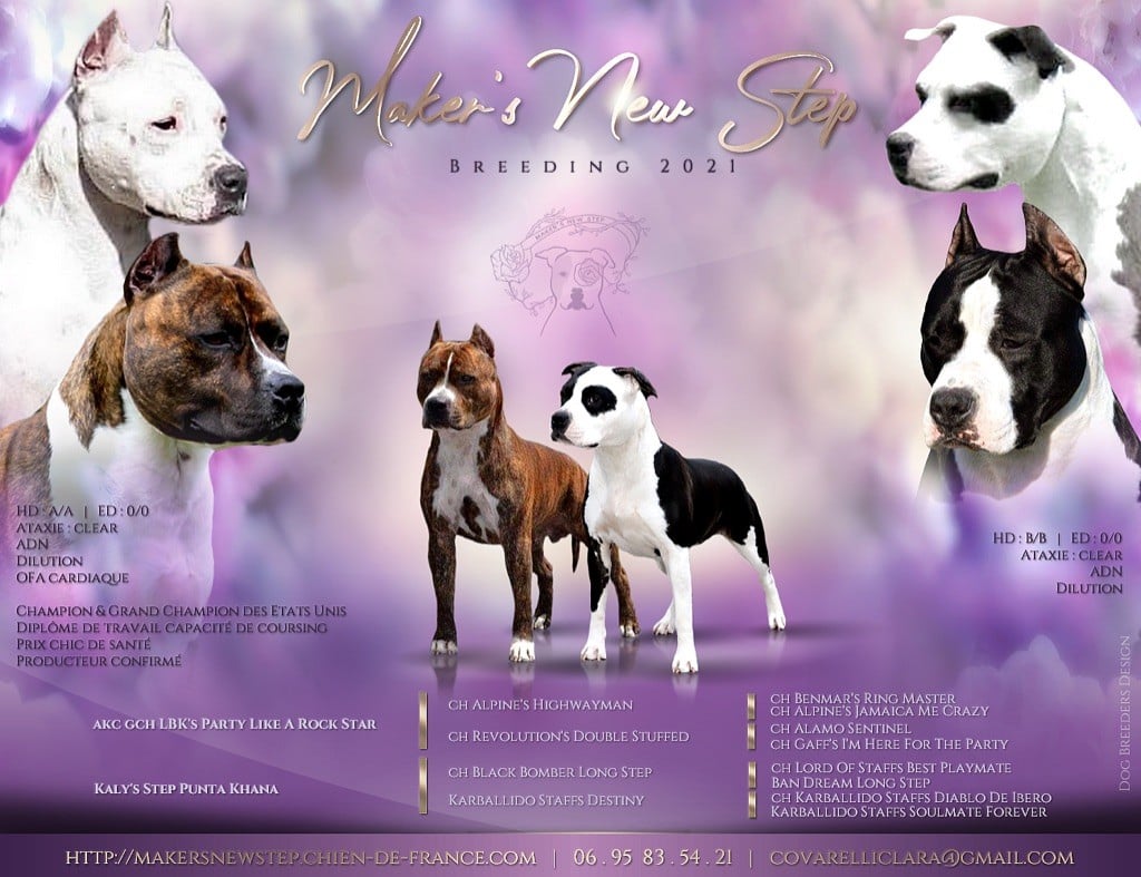 Chiot American Staffordshire Terrier Maker's New Step