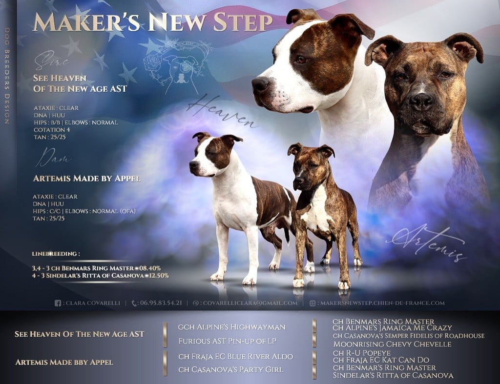 Chiot American Staffordshire Terrier Maker's New Step