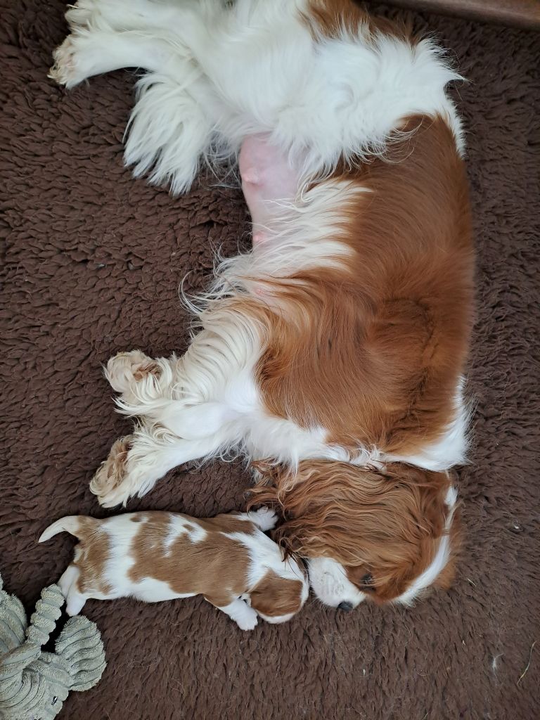 Des Cavaliers De L'Anzac - Cavalier King Charles Spaniel - Portée née le 05/02/2024