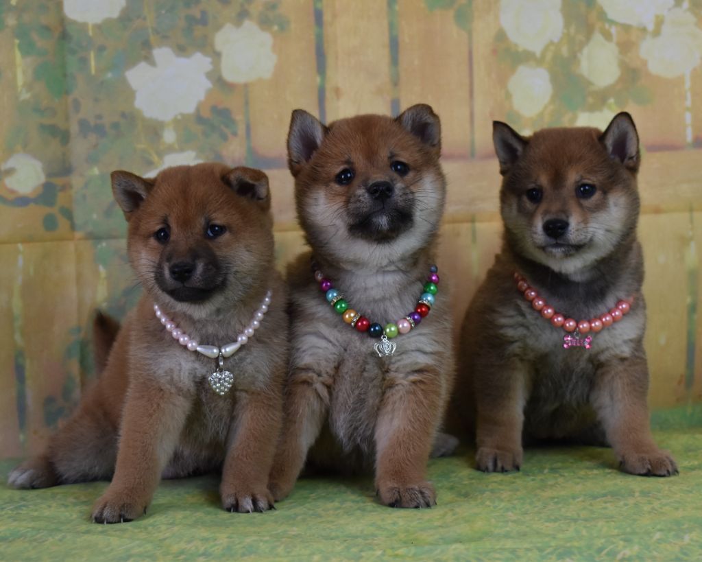 Chiot Shiba Dog'n'Tatoo