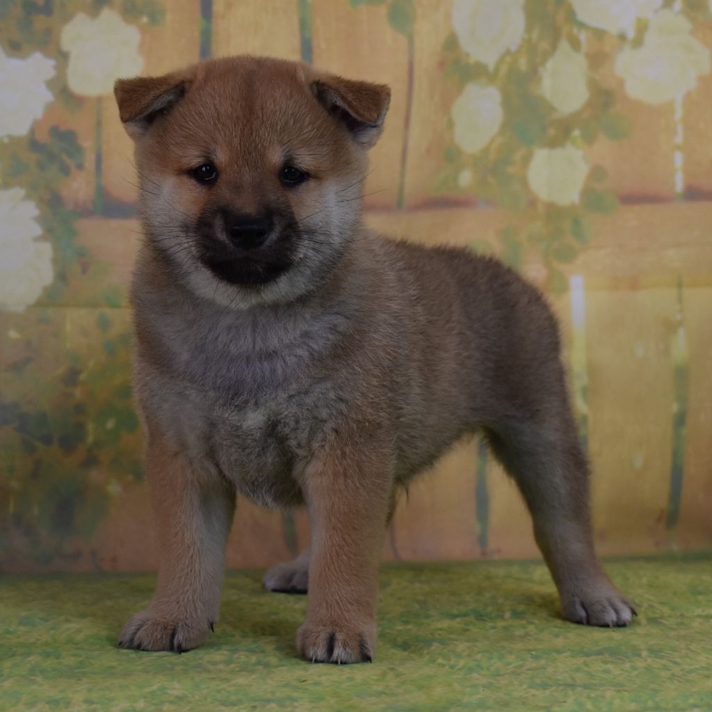 Dog'n'Tatoo - Chiots disponibles - Shiba