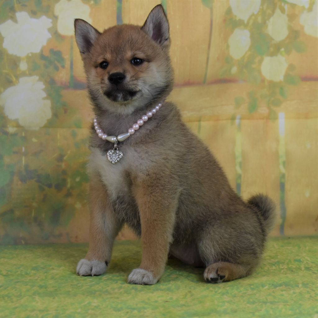 Dog'n'Tatoo - Chiots disponibles - Shiba