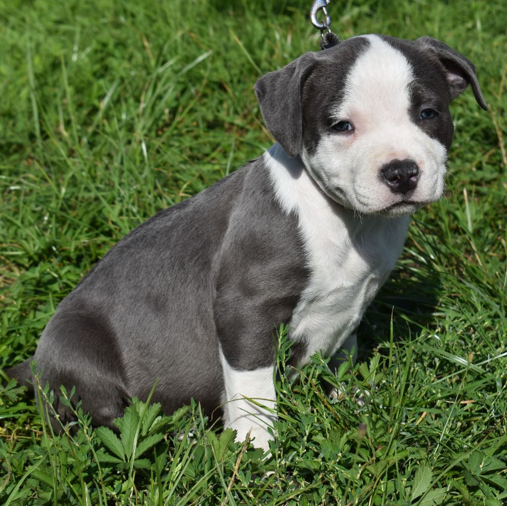 Dog'n'Tatoo - Chiots disponibles - American Staffordshire Terrier