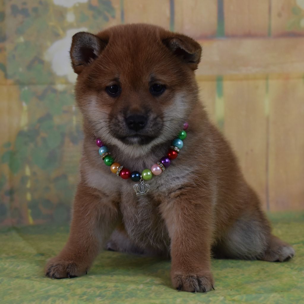 Dog'n'Tatoo - Chiots disponibles - Shiba