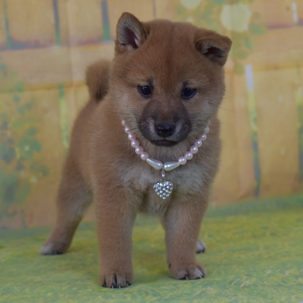 Dog'n'Tatoo - Chiots disponibles - Shiba