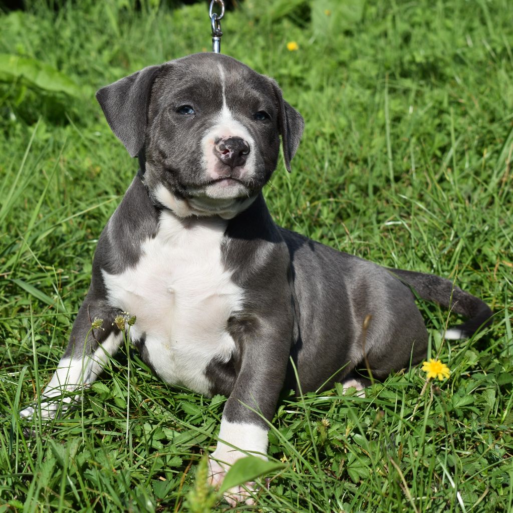 Dog'n'Tatoo - Chiots disponibles - American Staffordshire Terrier