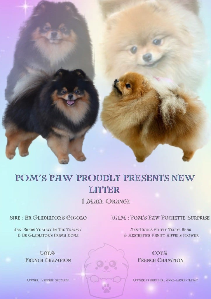 Pom's Paw - Spitz allemand - Portée née le 30/12/2024