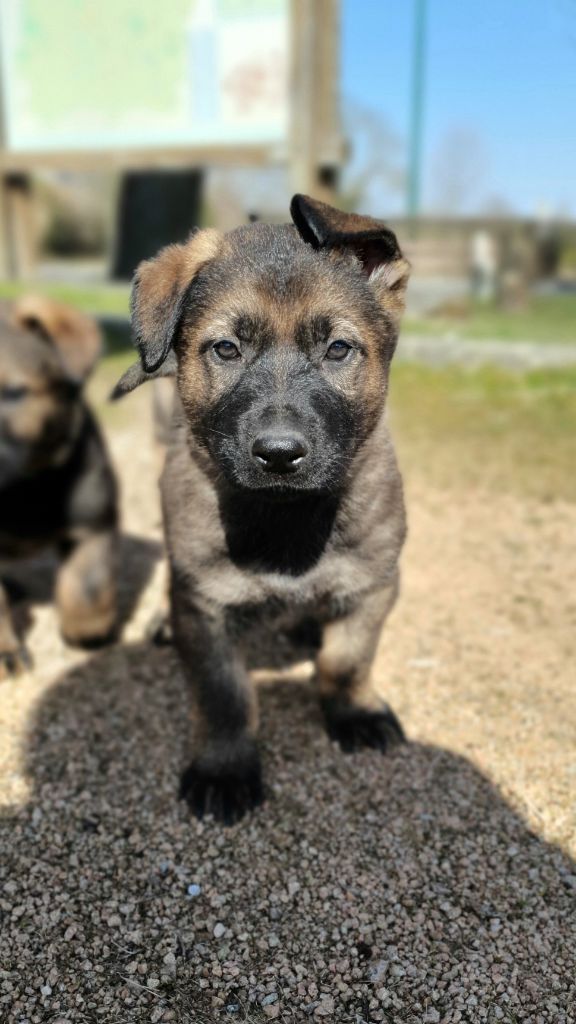 Des éclairs De Fureur - Chiots disponibles - Berger Allemand