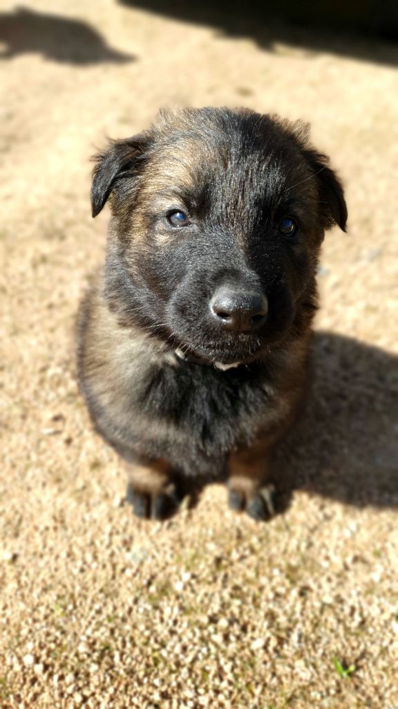 Des éclairs De Fureur - Chiots disponibles - Berger Allemand