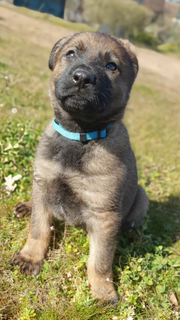 Des éclairs De Fureur - Chiots disponibles - Berger Allemand