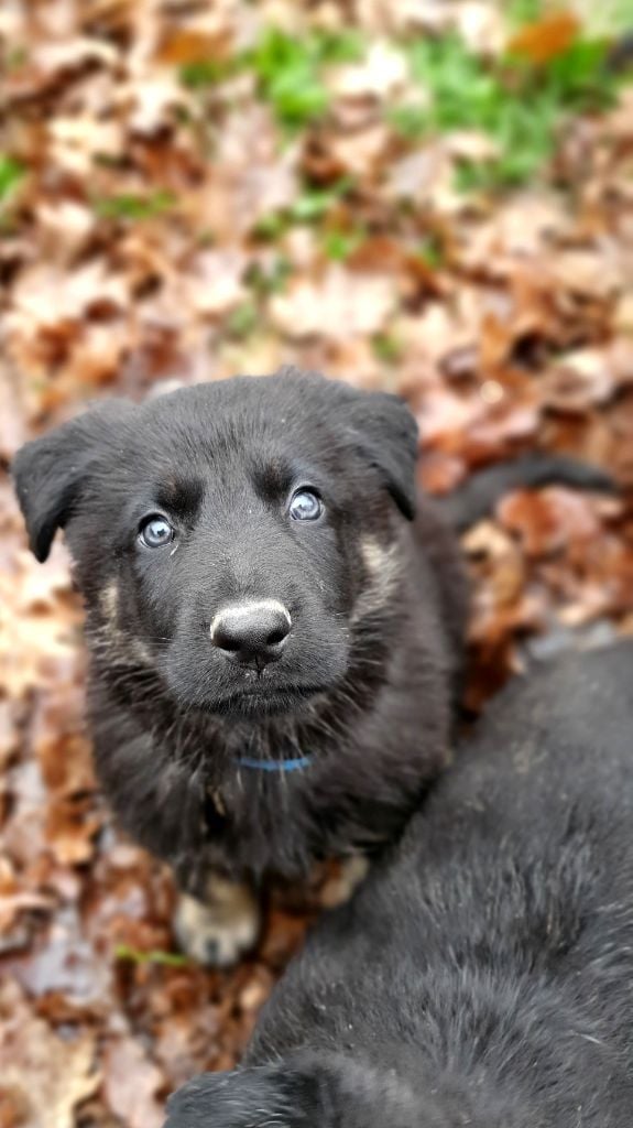 Des éclairs De Fureur - Chiots disponibles - Berger Allemand