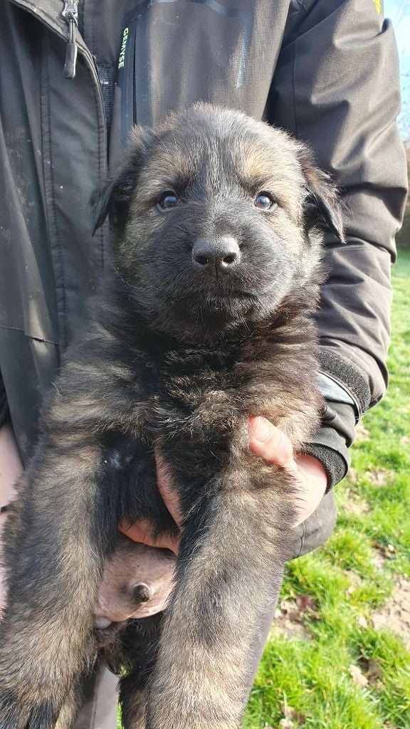 Des éclairs De Fureur - Chiots disponibles - Berger Allemand