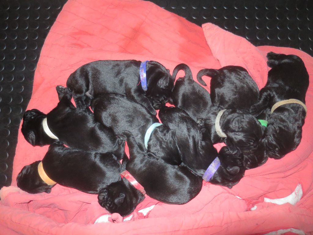 Chiot Schnauzer Geant De La Tanière Du Val Joyeux