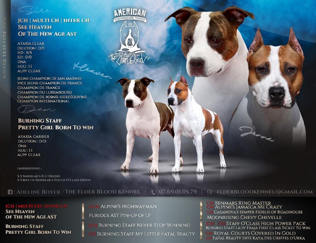 The Elder Blood - American Staffordshire Terrier - Portée née le 26/12/2023