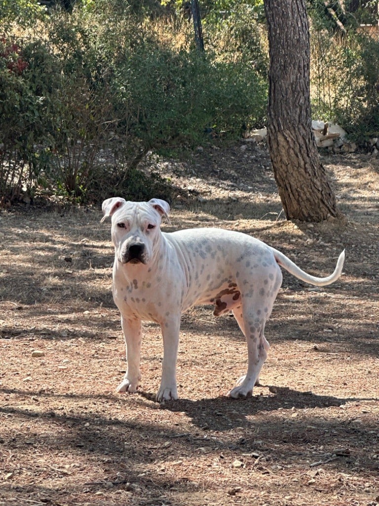 The Elder Blood - Chiots disponibles - American Staffordshire Terrier