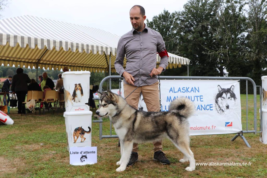 From White Mountain Lapland - CACS / RCACIB POUR Bella !!!!