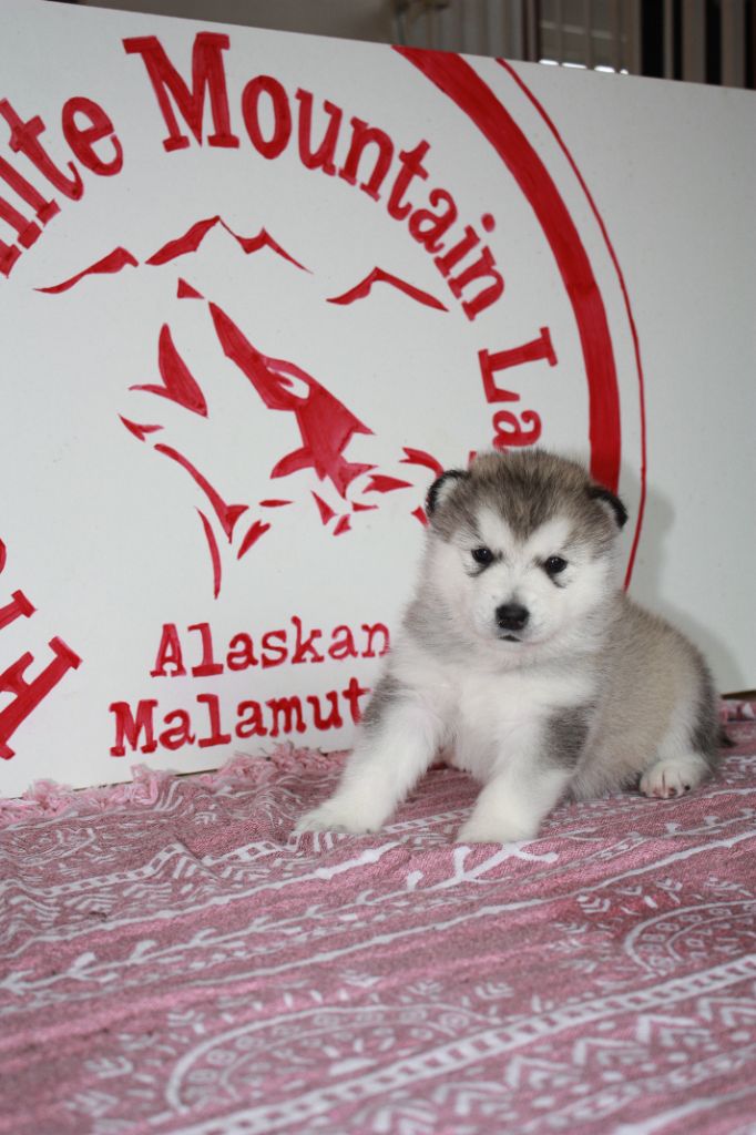 From White Mountain Lapland - Naissance des chiots