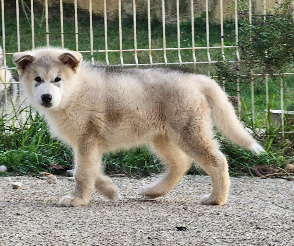 From White Mountain Lapland - Alaskan Malamute - Portée née le 27/06/2024