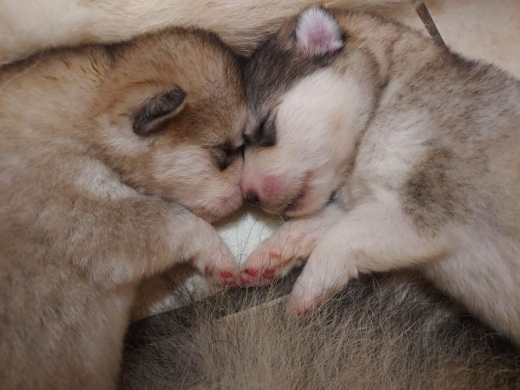 From White Mountain Lapland - Alaskan Malamute - Portée née le 17/06/2024