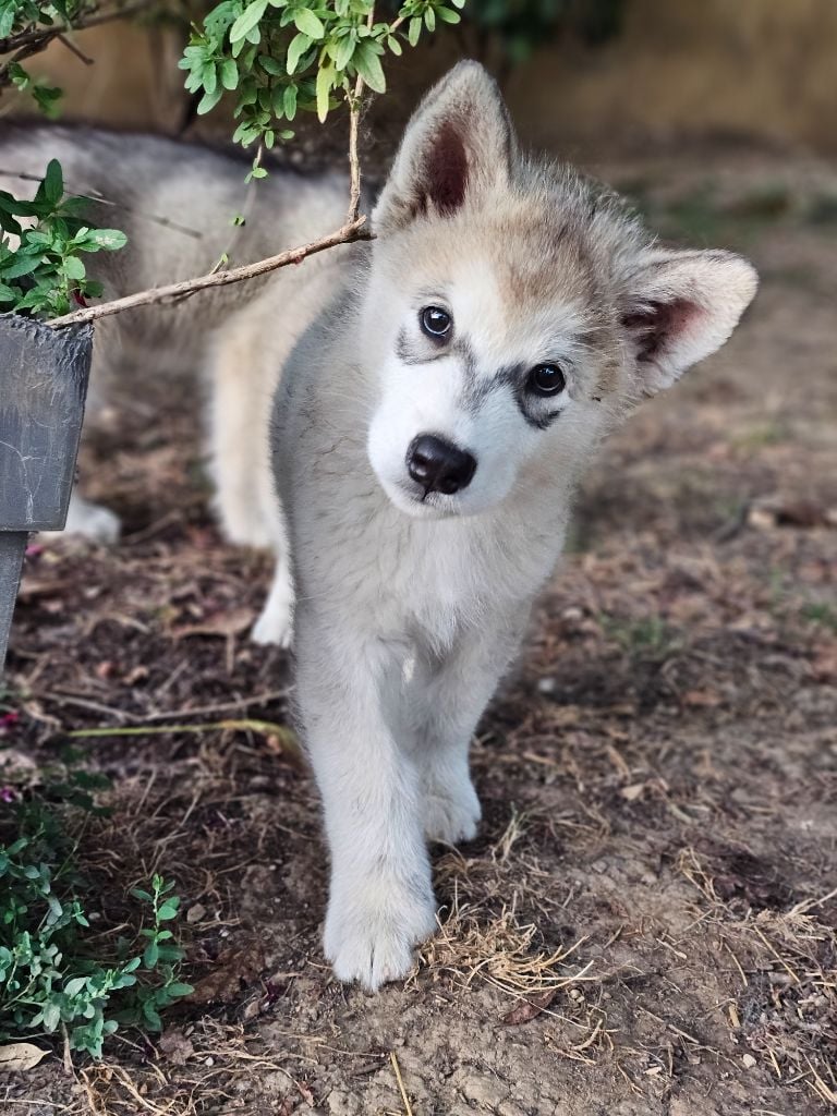 From White Mountain Lapland - Chiots disponibles - Alaskan Malamute