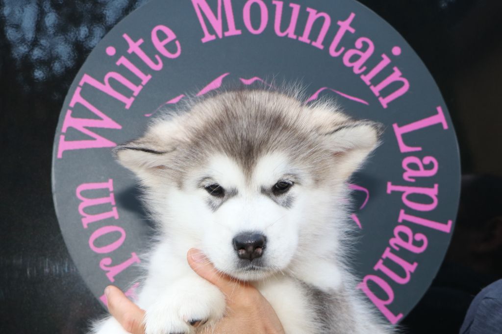 From White Mountain Lapland - Alaskan Malamute - Portée née le 25/11/2022