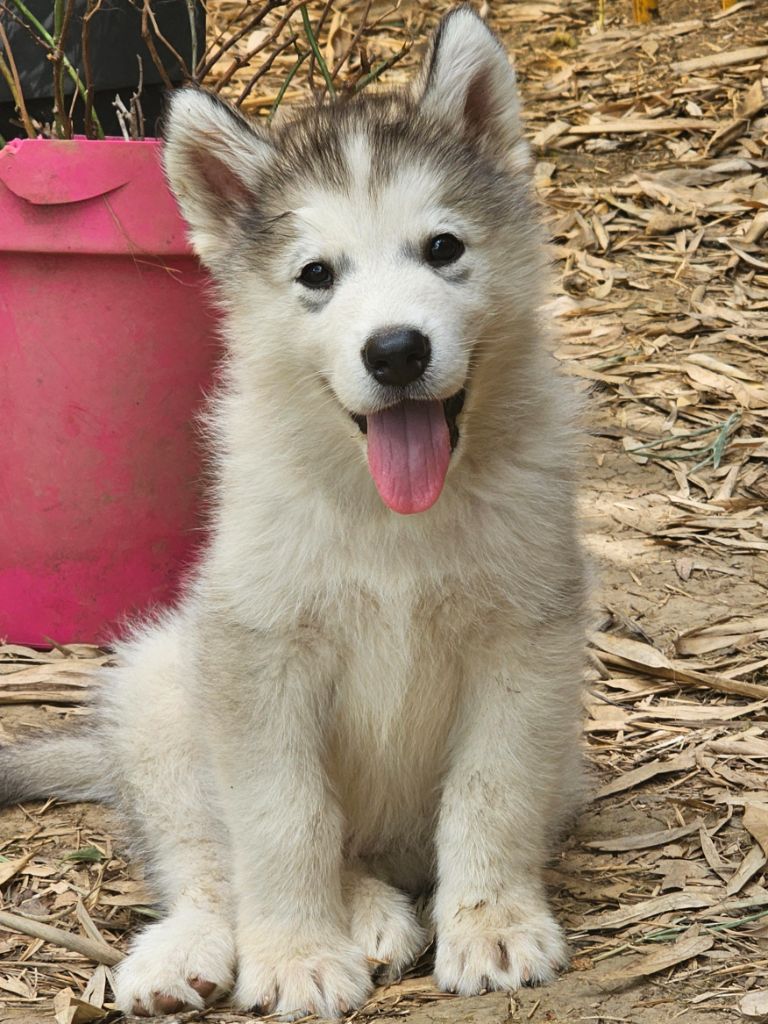 From White Mountain Lapland - Chiots disponibles - Alaskan Malamute