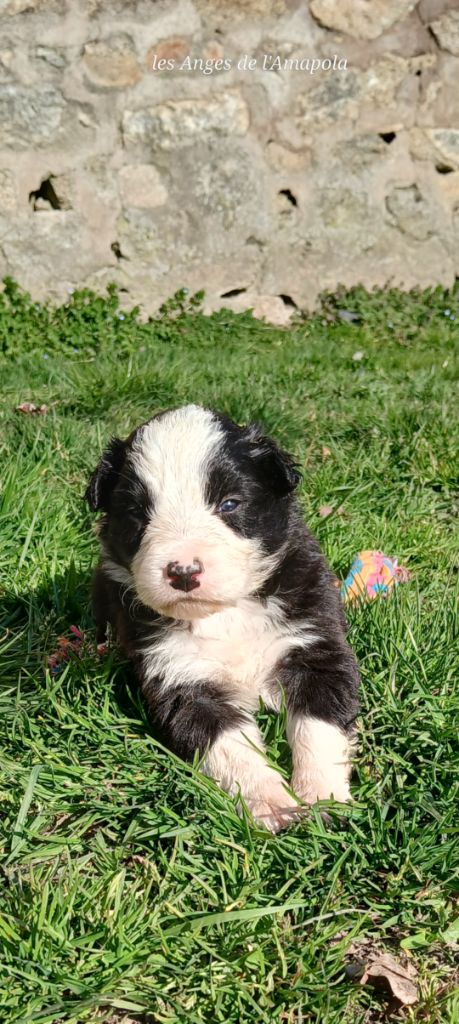 Nathalie Rogues - Chiots disponibles - Border Collie