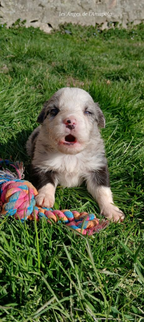 Nathalie Rogues - Chiots disponibles - Border Collie