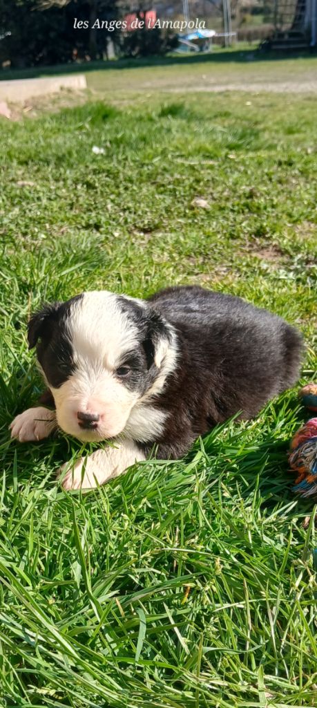 Nathalie Rogues - Chiots disponibles - Border Collie